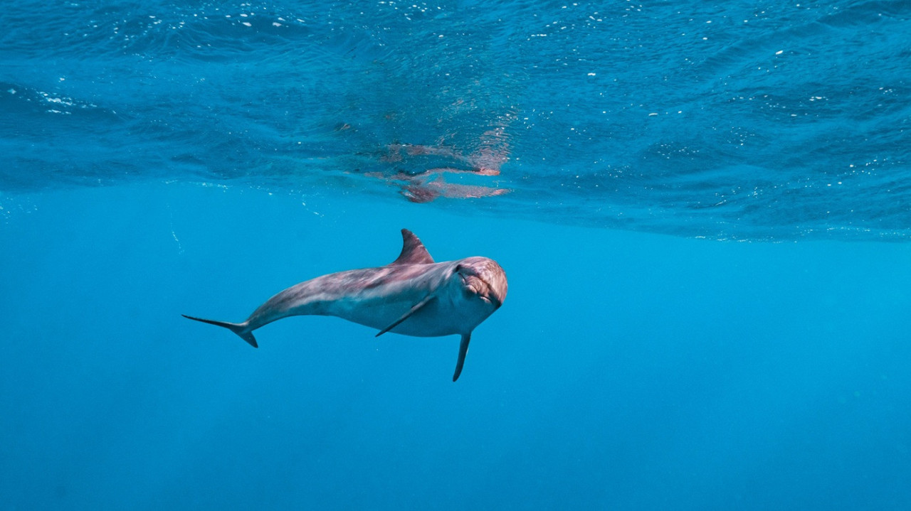 Foto: Dani Grau / Unsplash